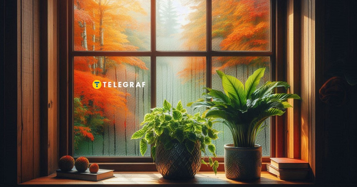 Навсегда забудете о конденсате на окнах. Это растение впитает влагу как губка (фото)