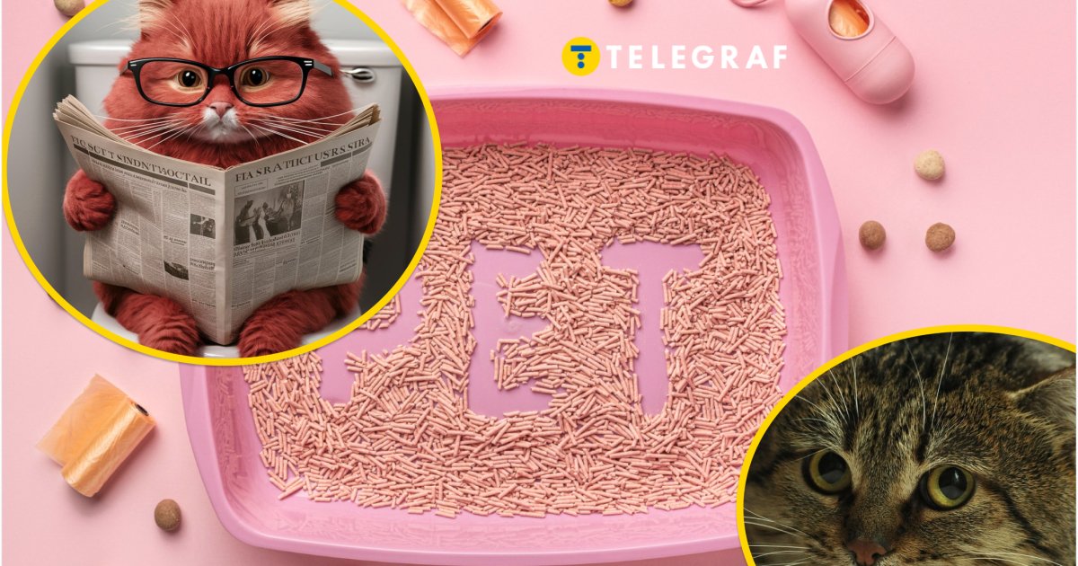 Почему кошки страдают, если вы смотрите, как они ходят в туалет