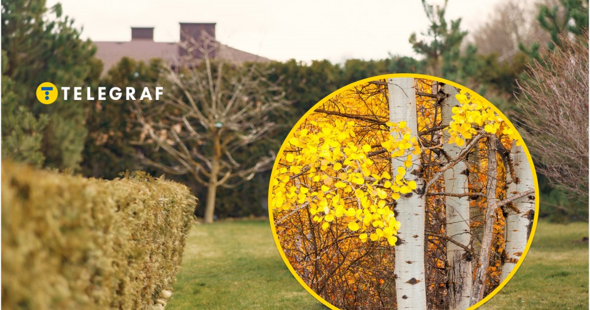 Его называют "проклятым": не сажайте это дерево возле дома, потому что оно захватит участок (фото)