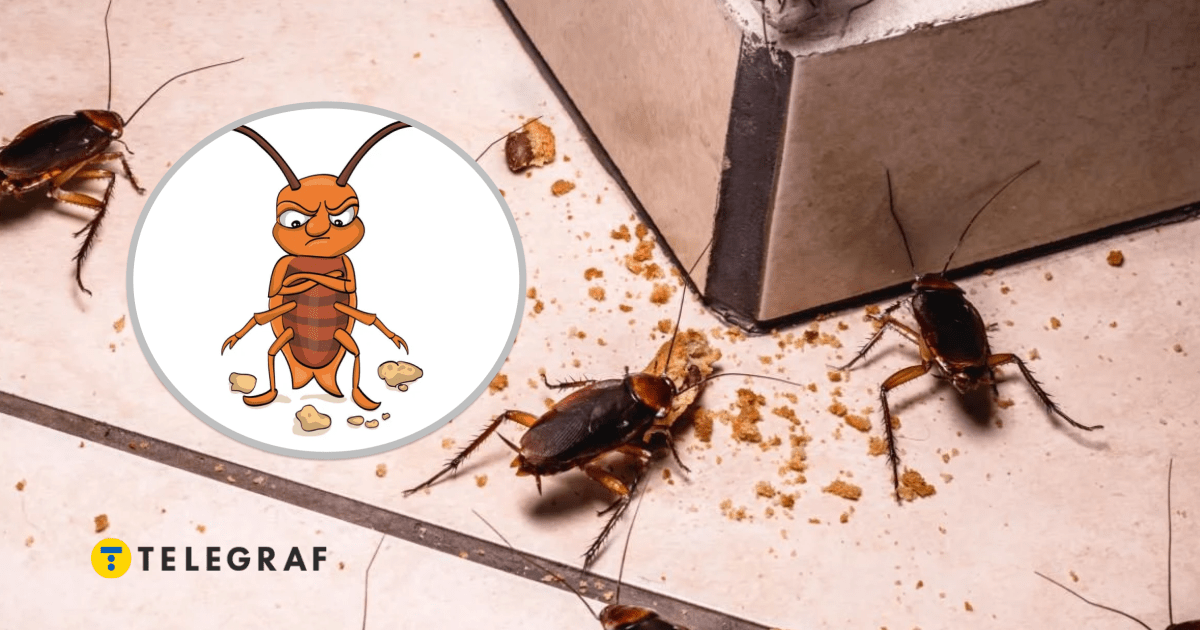 Тараканы живут даже без головы. Как это возможно и от чего в конце концов умирают