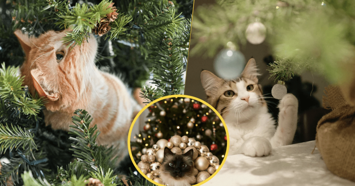 Почему коты так любят новогодние елки и как защитить дерево в праздники