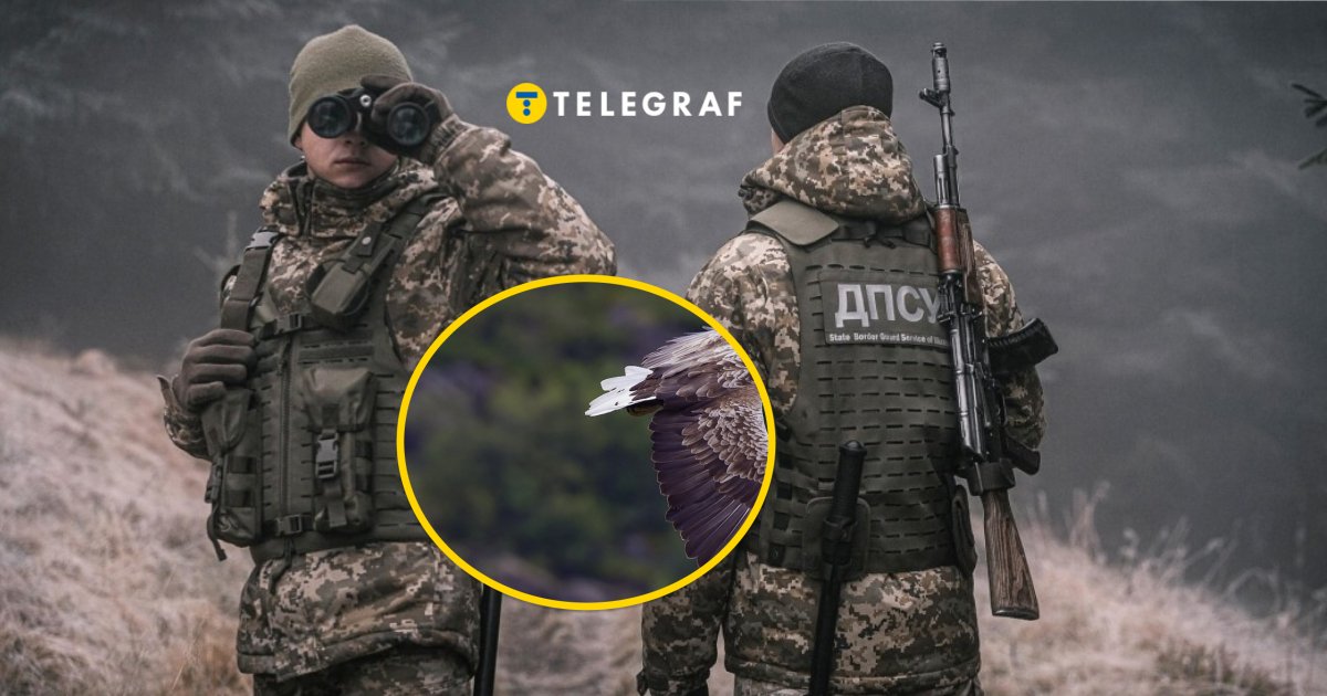 Размах ее крыльев может быть более 2 метров: пограничники нашли краснокнижную птицу (фото)