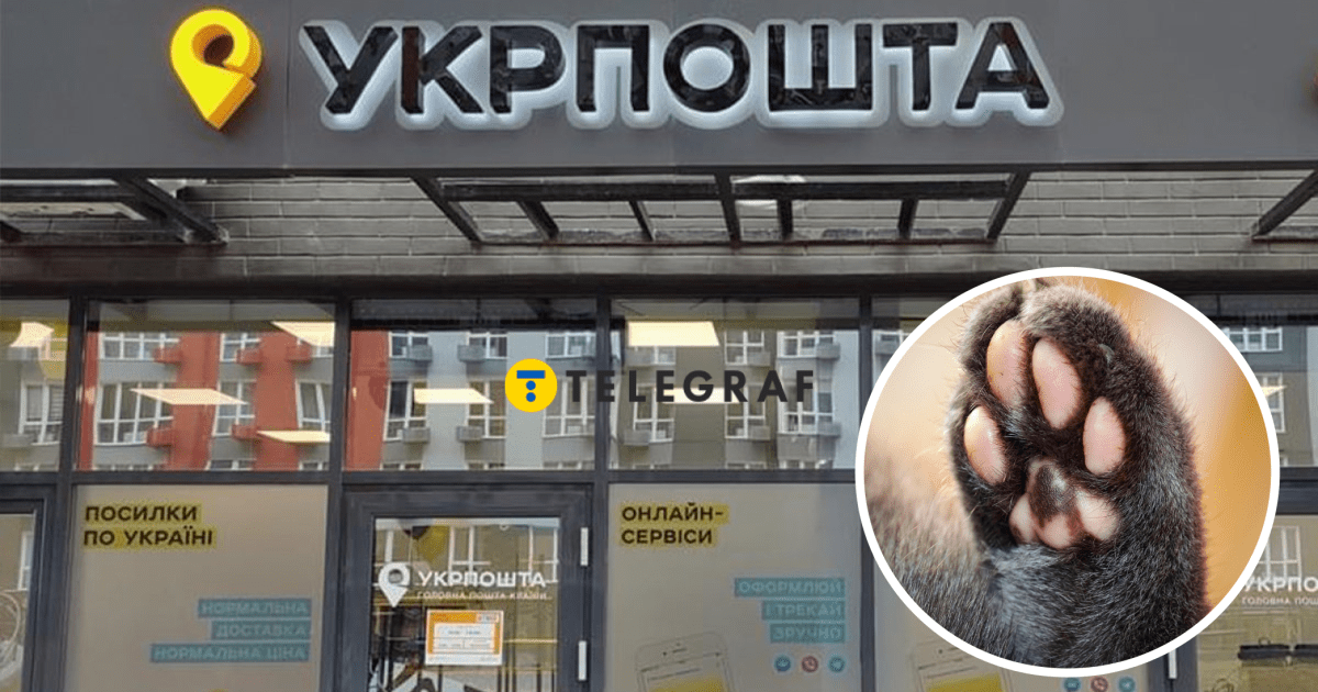 Собрал котоочередь? В "Укрпочте" появился пушистый сотрудник (фото)