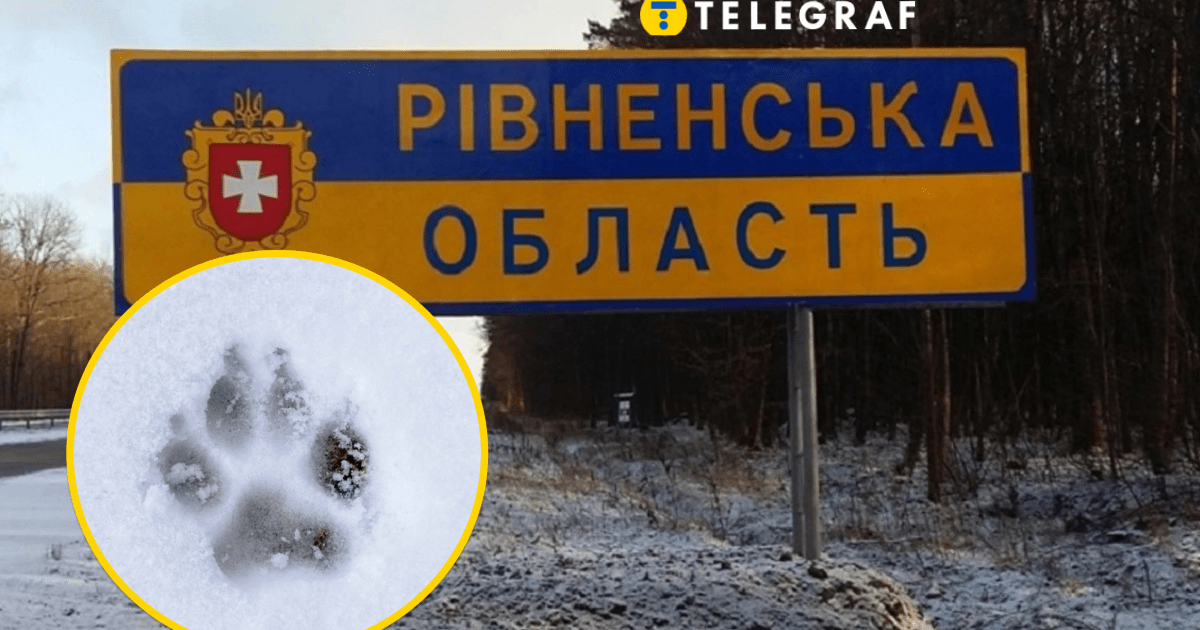 Не пугается даже машин: опасный хищник был замечен посреди дороги в одной из областей (видео)