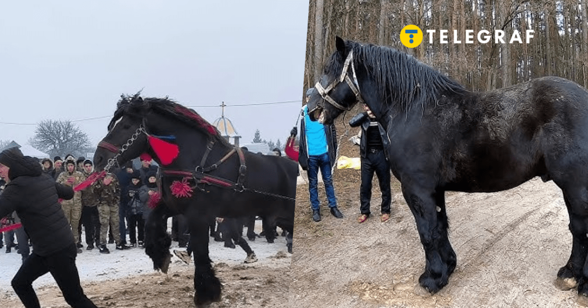 Лошадей били и заставляли таскать бревна на фестивале на Прикарпатье. И это уже не первое такое мероприятие (фото, видео)