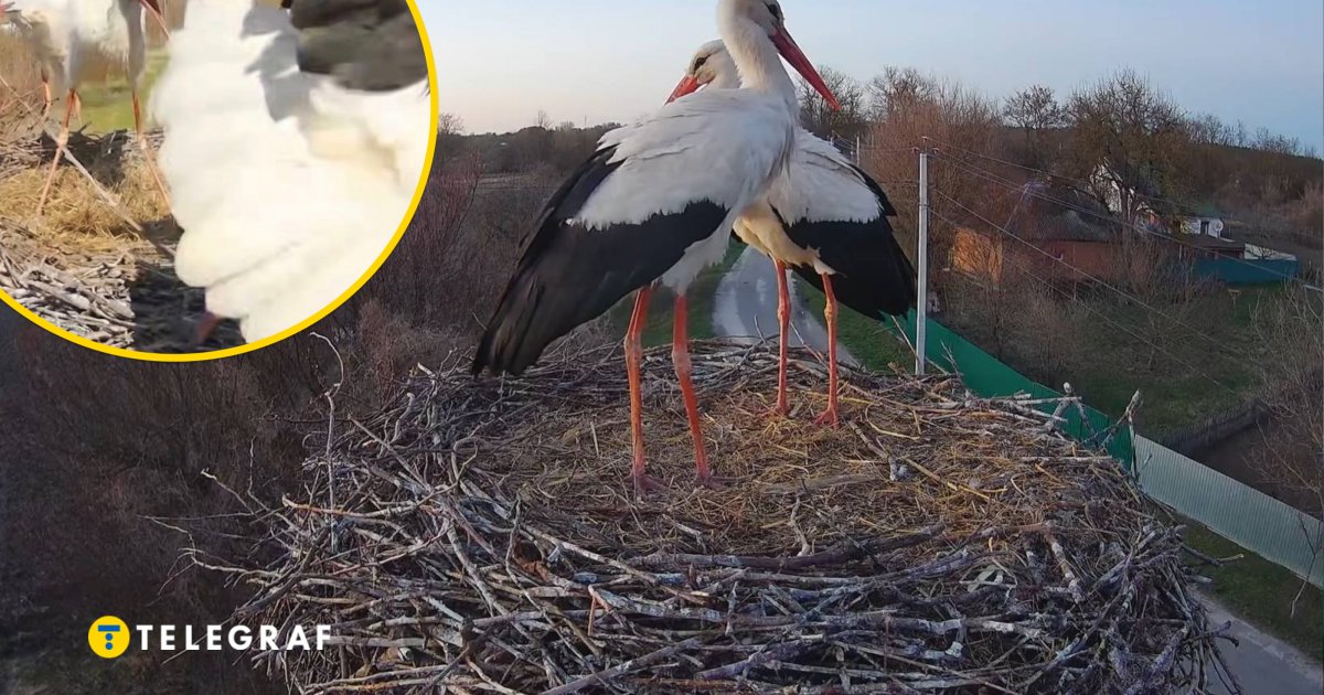 В звездном гнезде аистов драки и измена: что за Санта-Барбара там происходит (видео)