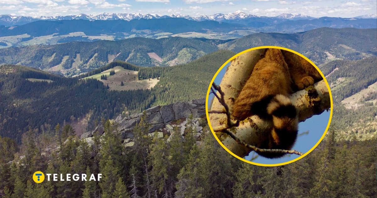 В Украине заметили необычного хищного пушистика: он есть в Красной книге (фото)