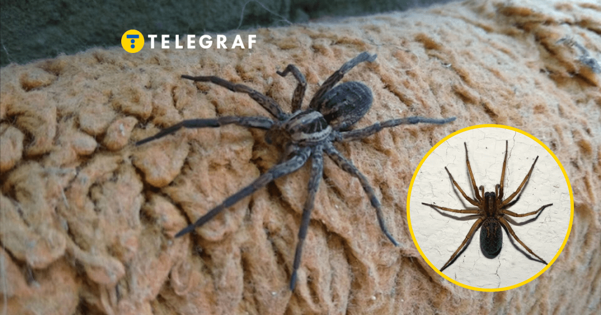 Огромного паука заметили в Запорожье: опасен ли он (фото)