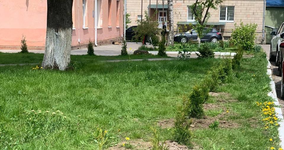 50 вічнозелених туй висадили на території Рівненської обласної лікарні