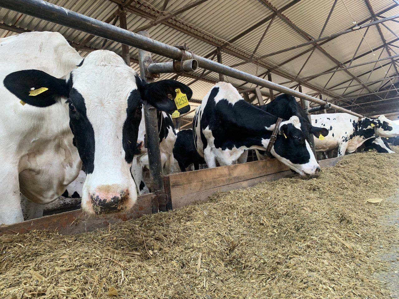 На Рівненщині на 15% збільшилась чисельність корів