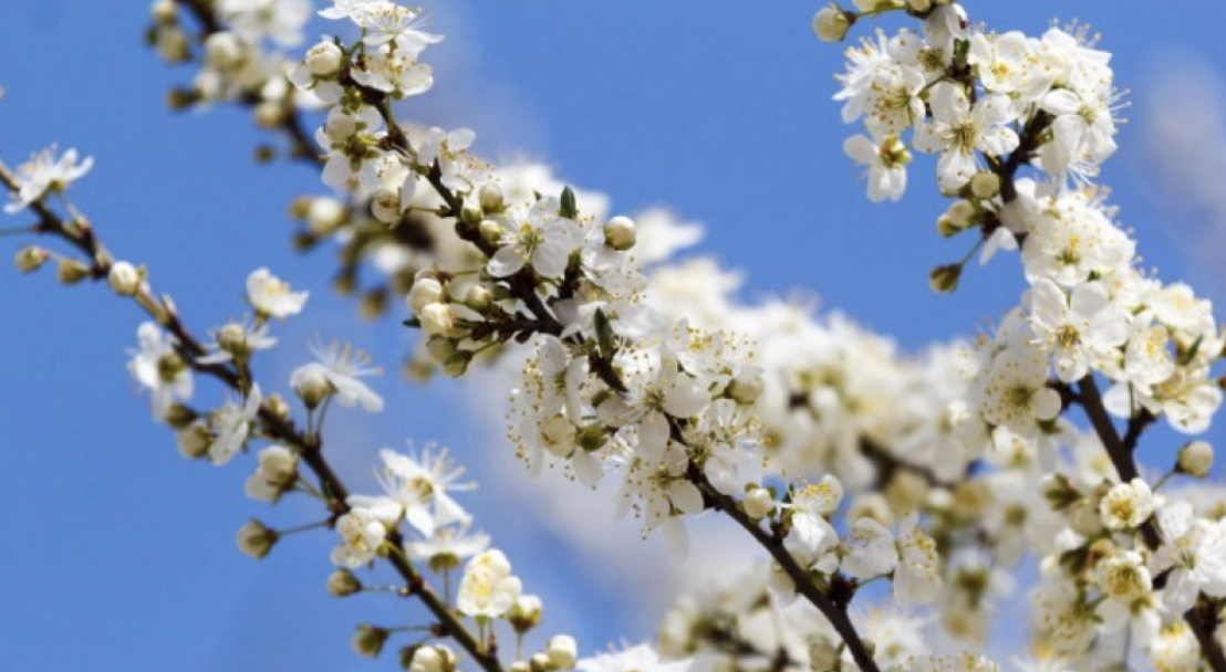 У перший день весни на Рівненщині очікують до +12 тепла