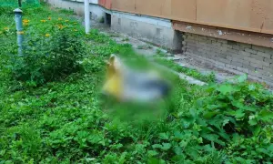 news-image