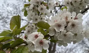 5 мая киевлян ждет теплая и солнечная летняя погода
