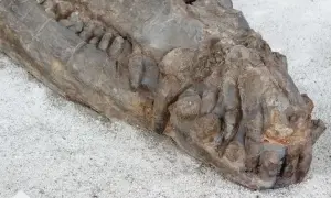 В Тунисе обнаружили скелет 10-метрового морского крокодила возрастом 130 миллионов лет
