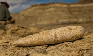 В Вайоминге описали новый вид юрского белемнита возрастом 160 млн лет — ScienceAlert