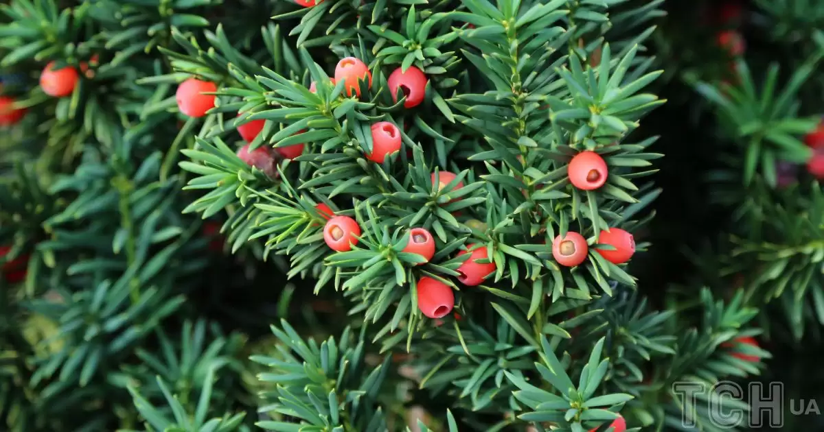 "Дерево смерті" в Україні: чому його занесли до Червоної книги і чим воно небезпечне