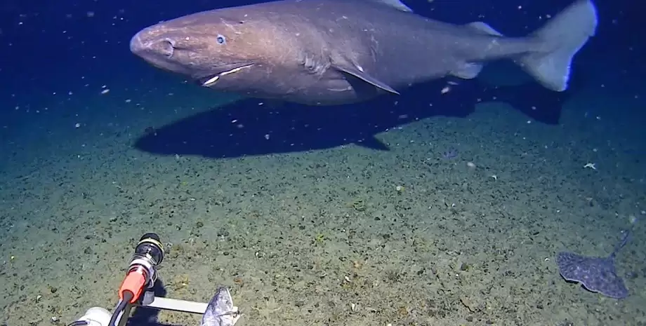Раніше їх тут не спостерігали: вперше в історії акулу помітили у водах Антарктиди