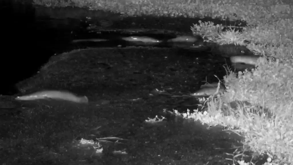 Вудка більше не потрібна: у Африці показали сомів, які самі виходять на берег