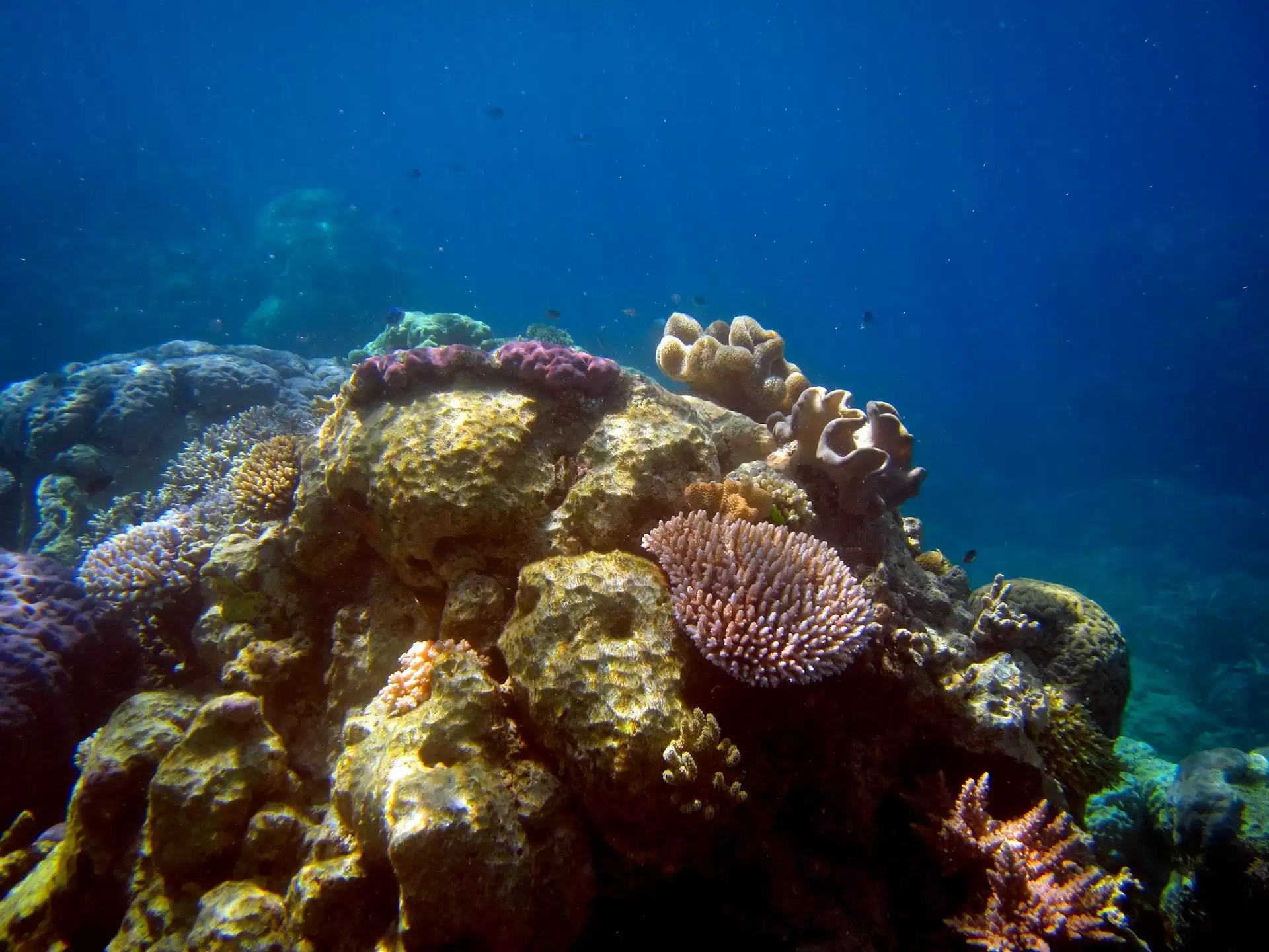 Вчені шукали "мертве" дно океану, а натрапили на цілий невідомий світ