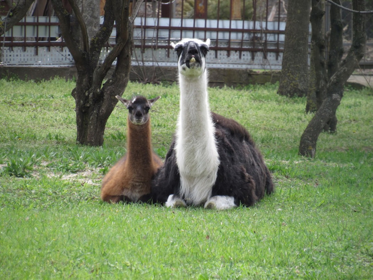В Миколаївському зоопарку бебі-бум: «плюшева» лама, поні та верблюжа